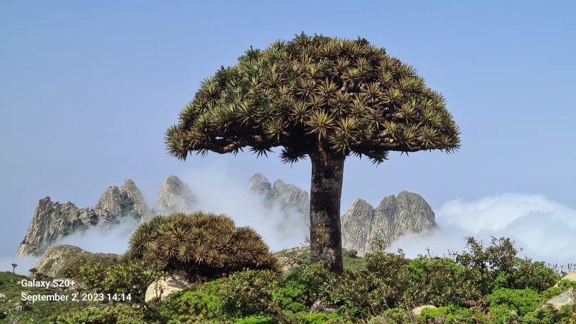 socotra - ragon blood tree